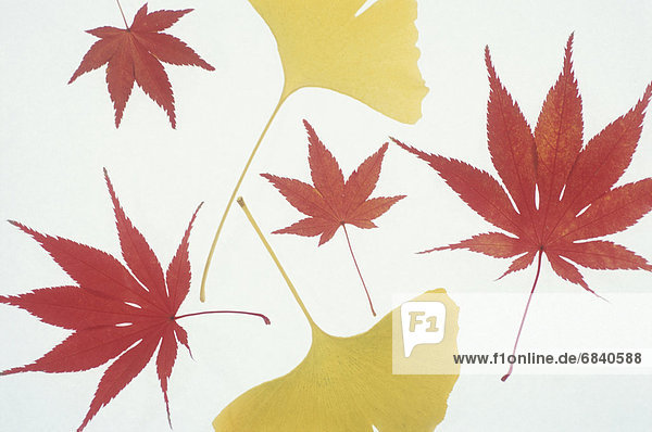 Ginkgo and maple leaves in autumnal colors