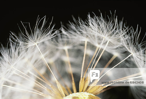 Close-up of dandelion seeds. Shioya  Tochigi Prefecture  Japan