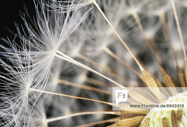 Close-up of dandelion seeds. Shioya  Tochigi Prefecture  Japan