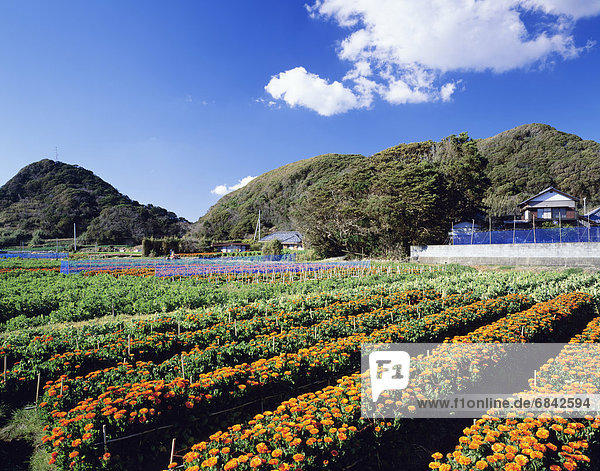 English Marigold farm  Minama-Boso  Chiba Prefecture  Japan