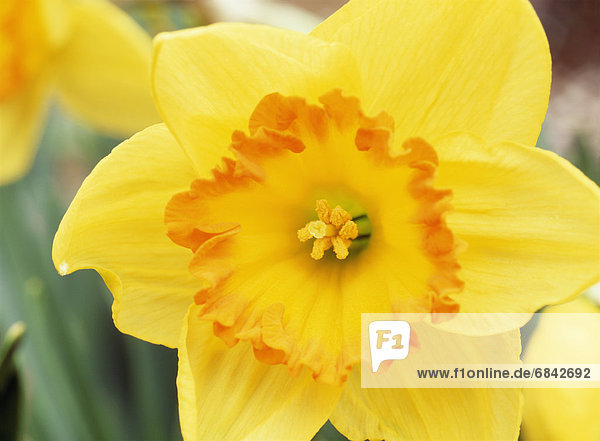Daffodil  Tochigi Prefecture  Japan