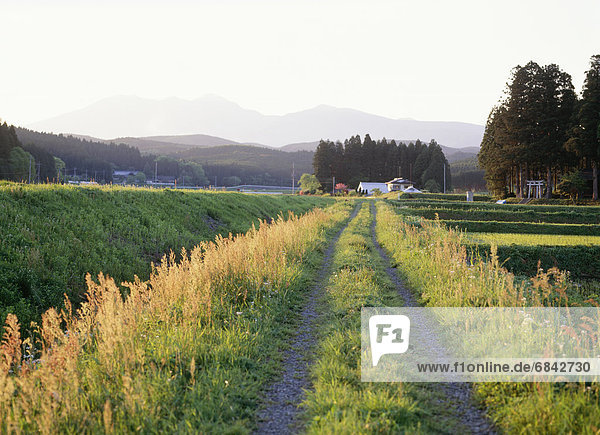 Weg  Wachstum  vorwärts  Wiesen-Klee  Trifolium Pratense  Japan