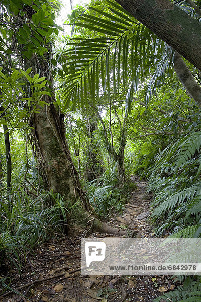 Tropical rainforest  Iriomote Island  Okinawa Prefecture  Japan