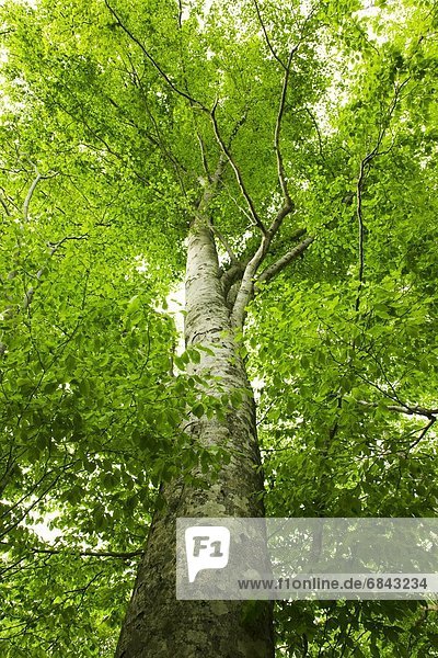 niedrig  Baum  grün  Überfluss  Ansicht  Flachwinkelansicht  Buche  Buchen  Winkel  Japan