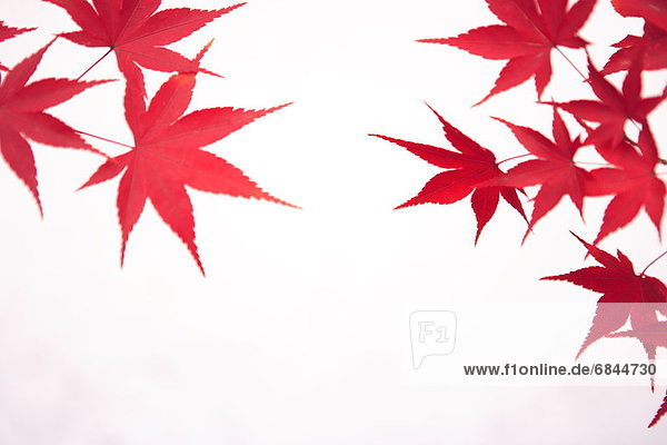 Red Maple Tree Leaf