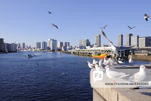 Seagulls flying over the Sumida River near Kachidoki Bridge. Tsukiji market  Chuo-ku  Tokyo  Japan