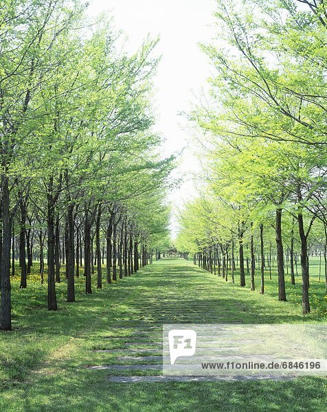 Baum  Fernverkehrsstraße  Menschenreihe  Wiese  Hokkaido  Japan  Sapporo