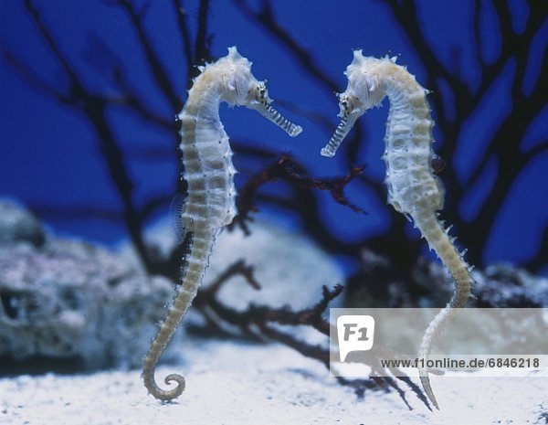 Seepferdchen hippocampus taeniopterus