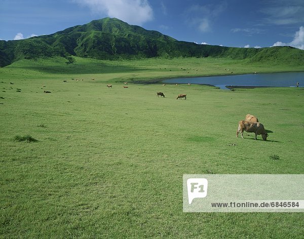 entfernt  Berg  See  Feld  Rind  grasen  Japan