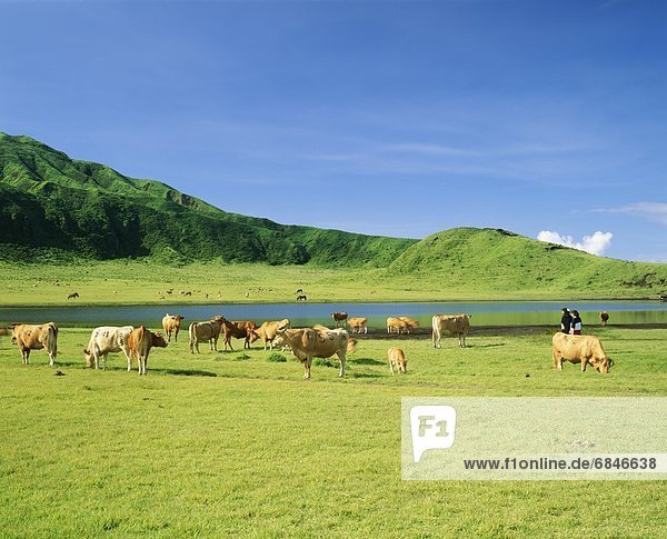 Hausrind  Hausrinder  Kuh  Berg  See  Hintergrund  Feld  Aso  grasen  Japan