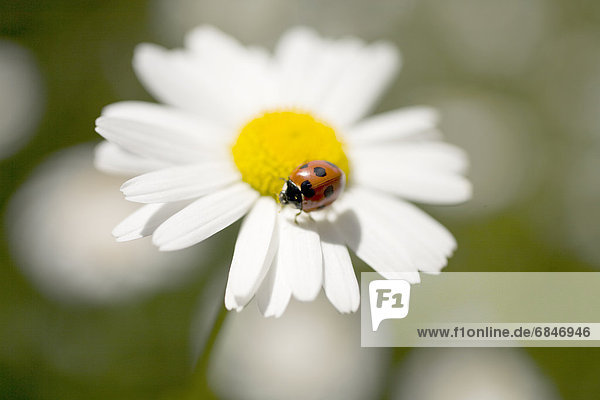 Ladybug on Ox-eye daisies (Chrysanthemum leucanthemum)