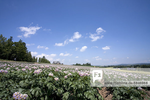 Potato farm  Hokkaido Prefecture  Japan