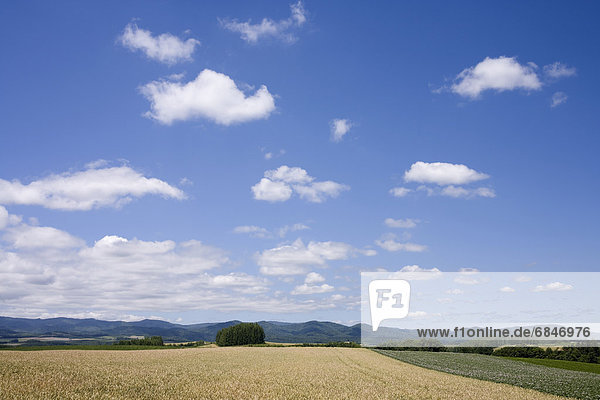 Wheat field  Hokkaido Prefecture  Japan
