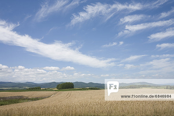 Wheat field and trees  Hokkaido Prefecture  Japan