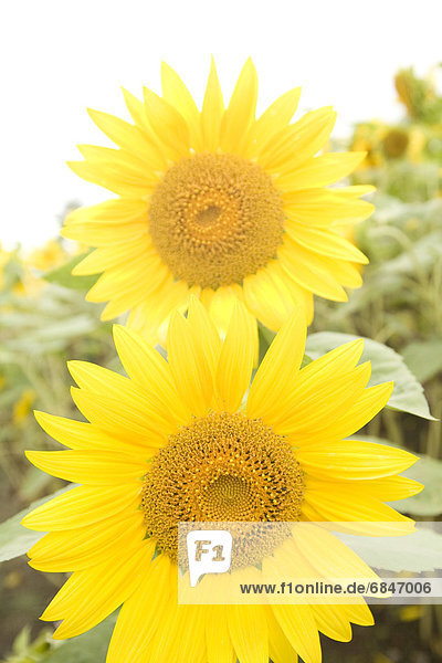 Close-up of sunflowers  Hokkaido Prefecture  Japan