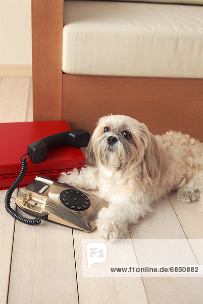 Dog using telephone