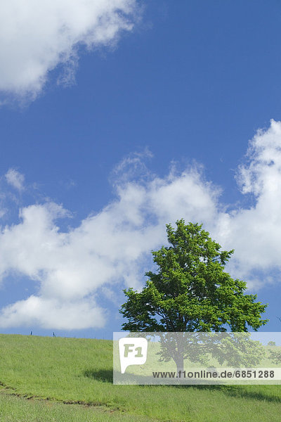 Sky on a grassy hill  Towada  Aomori Prefecture  Japan