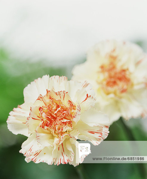 White carnations with red edges