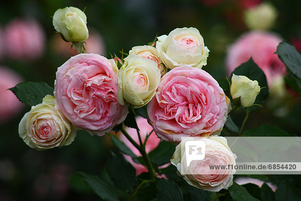 weiß  pink  Rose  Pierre