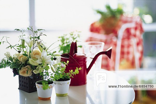 Potted Plants and a Watering can on a Table
