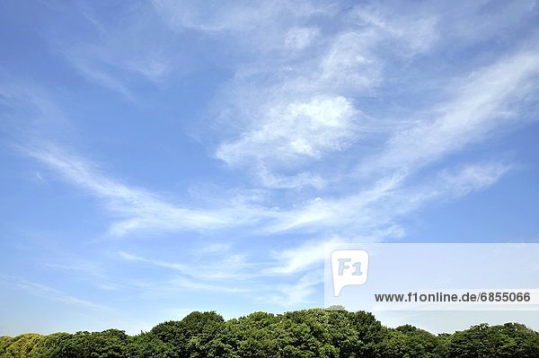 Green Trees Under a Blue Sky  Sakai  Osaka Prefecture  Japan