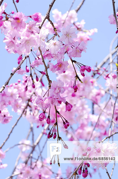 Kirschblüte  Honshu  Japan