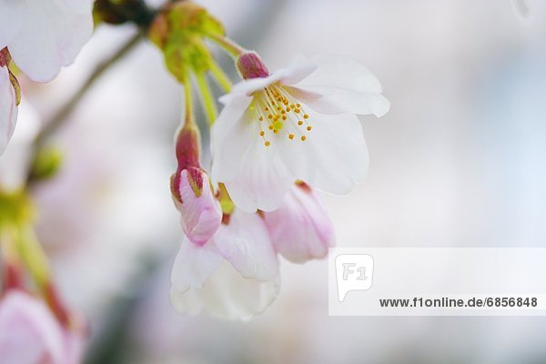 Cherry Blossoms  Nishiazai  Shiga Prefecture  Japan