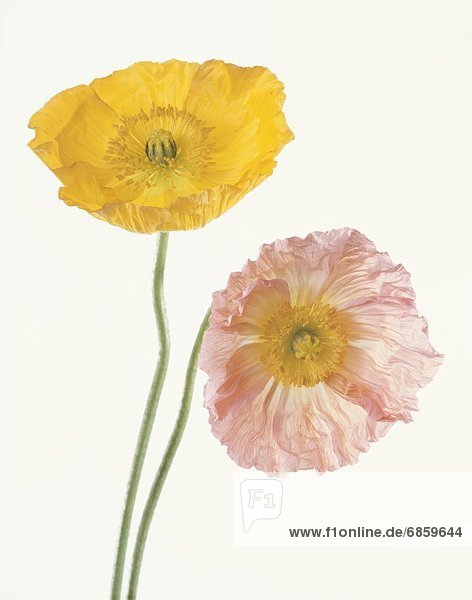 A yellow poppy and a pink poppy