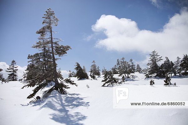 Berg  bedecken  Baum  Niigata  Japan  Schnee