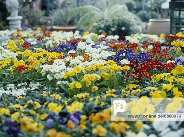 Farbaufnahme  Farbe  Blume  Großbritannien  London  Hauptstadt  Garten  Florist  England