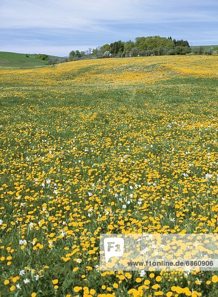 A Field of Yellow Flowers in Bloom. Cantal  France