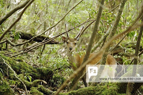 A Deer in a Forest of the Yaku Islands. Kagoshima Prefecture  Japan
