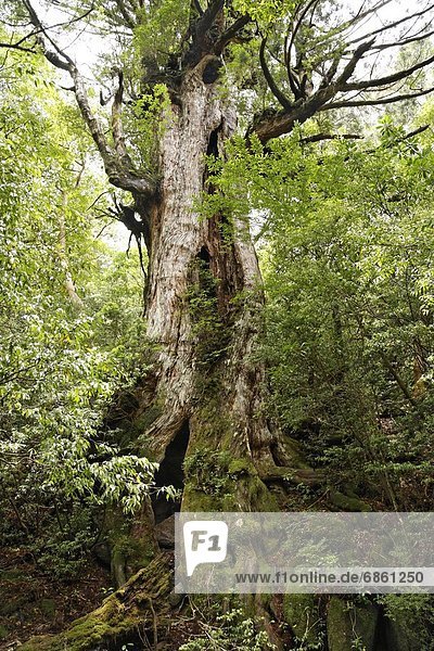 A Large Cedar Tree in a Forest. Kagoshima Prefecture  Japan