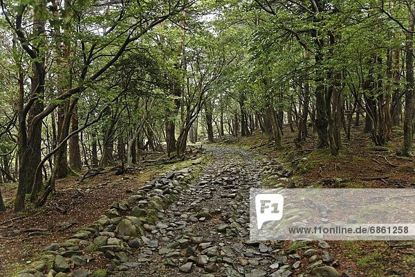 A Stone Road Through a Forest. Kagoshima Prefecture  Japan