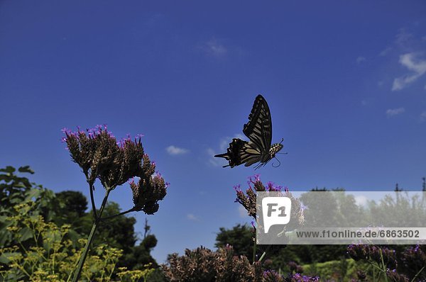 Schwalbenschwanz  Papilio machaon  fliegen  fliegt  fliegend  Flug  Flüge  Schmetterling