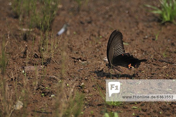 Spangle (Papilio protenor) drinking water