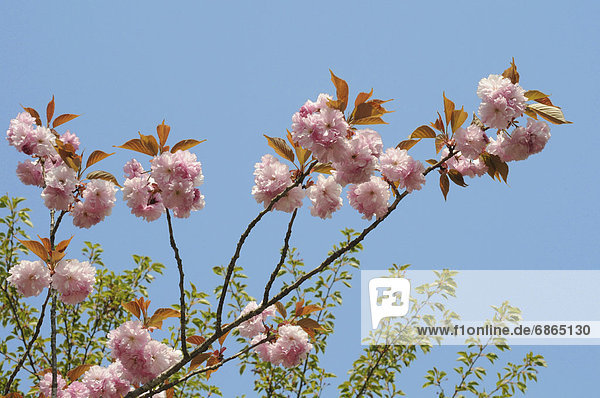 Kirschblüte  Honshu  Japan