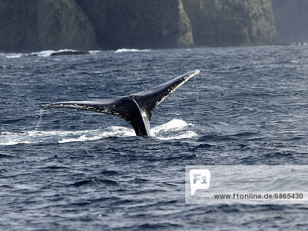 Humpback whale  tail over water surface