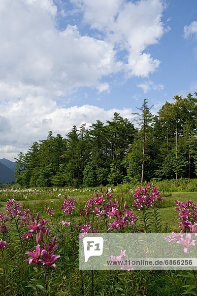 Lilies in field