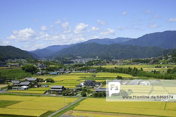 Rice Paddies