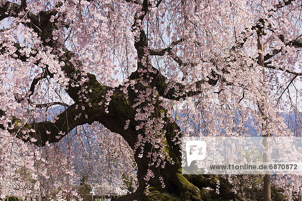 Kirschblüte  Nagano  Honshu  Japan