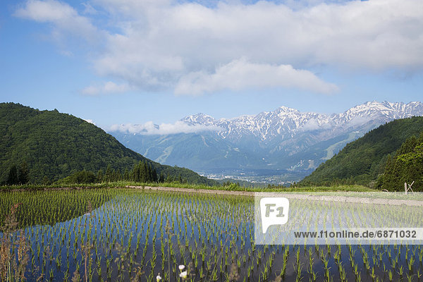 Rice Terrace at Aoni Shuuraku and The Japanese Alps  Nagano Prefecture  Honshu  Japan