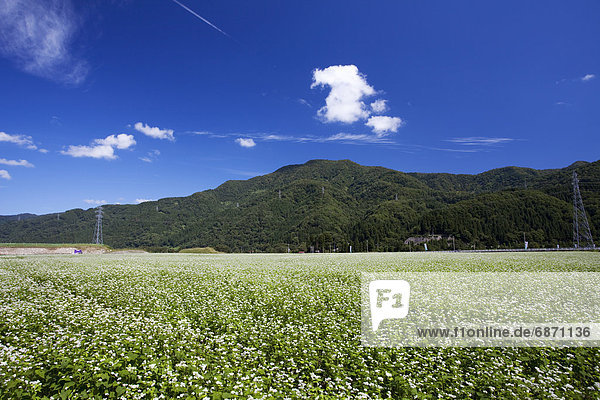 Buckwheat field  Ishikawa Prefecture  Honshu  Japan