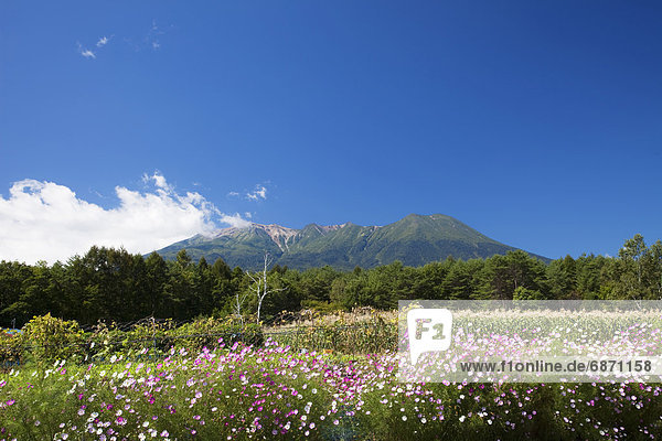 Cosmos field and Mt. Ontake  Nagano Prefecture  Honshu  Japan