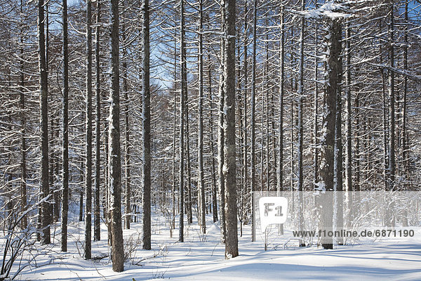 Forest in snow  Nagano Prefecture  Honshu  Japan