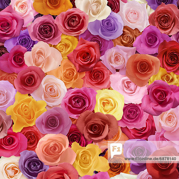 Colorful Roses
