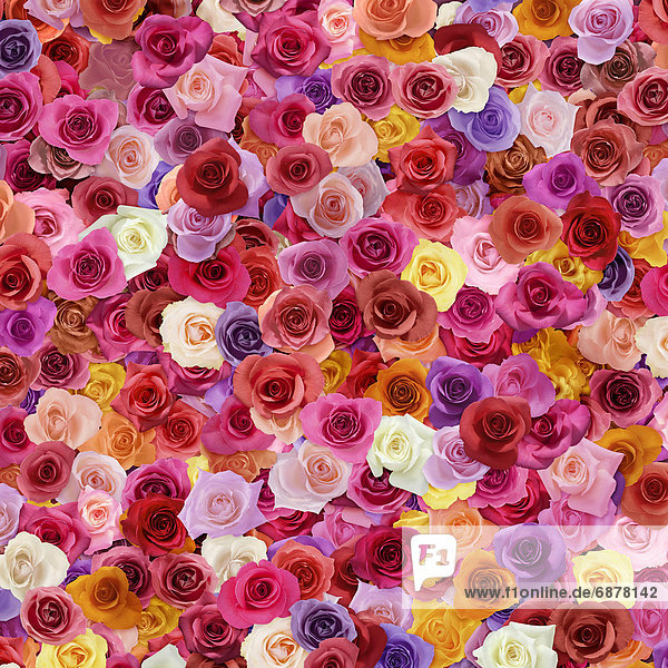 Colorful Roses
