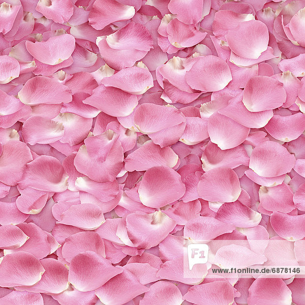 Rosa Rose Petals
