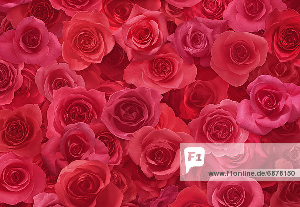 rot  Rose  Tuch