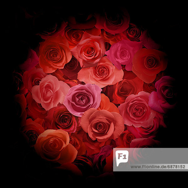 rot  Rose